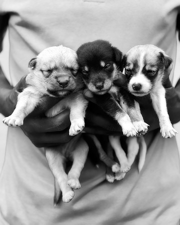 USPCA Rescue Cute Puppies