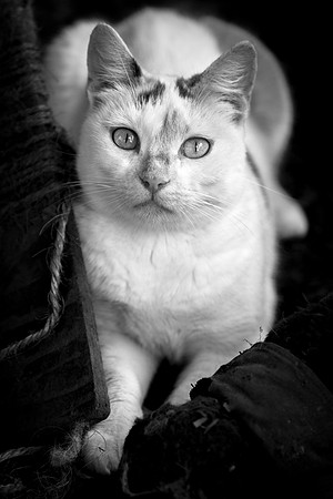 USPCA Rescue Cat