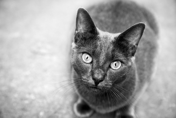 USPCA Rescue Cat