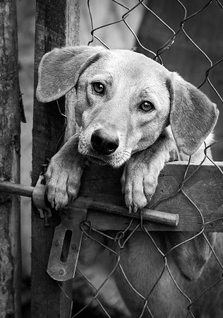 USPCA Rescue Dog