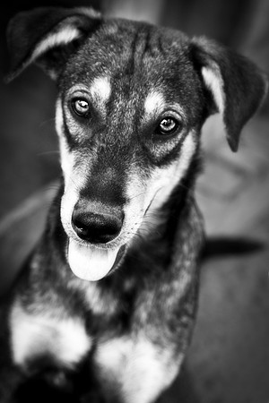 USPCA Rescue Dog