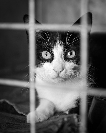 USPCA Rescue Cat in Cage