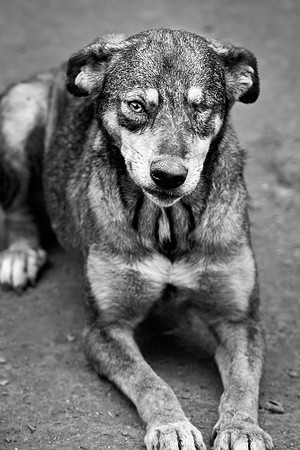 USPCA Rescue Dog with One Eye