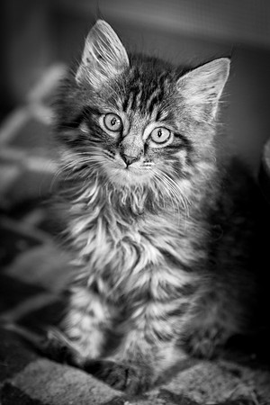 USPCA Rescue Cute Kitten