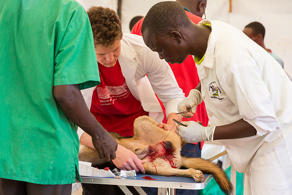 USPCA Free Community Clinic Day