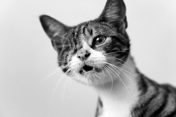 USPCA Rescue Cat with One Eye