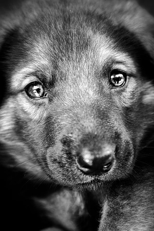 USPCA Rescue Puppy with Cute Eyes