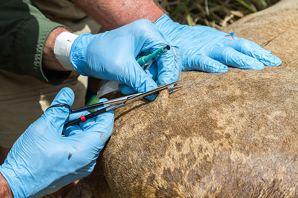 Taking a skin biopsy from a tranquilised lion, Uganda Conservation Foundation