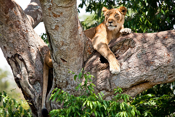 Tree Lion Adults, Uganda
