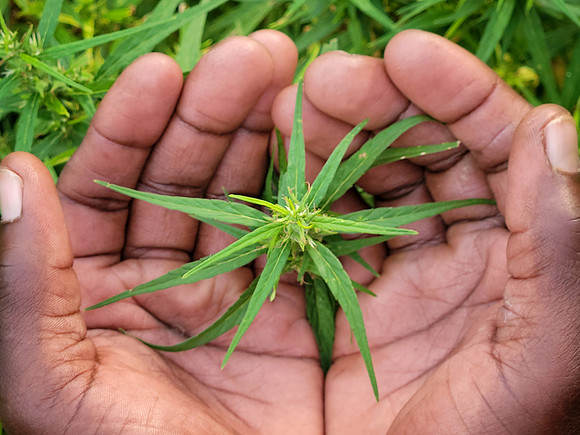 07:26am "Hemp - A Sustainable Gift"